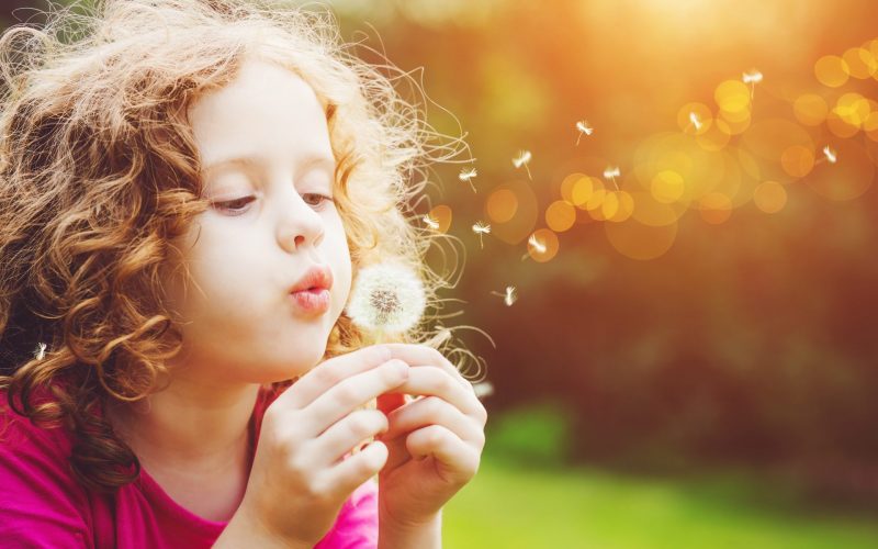 Little curly girl blowing dandelion.
