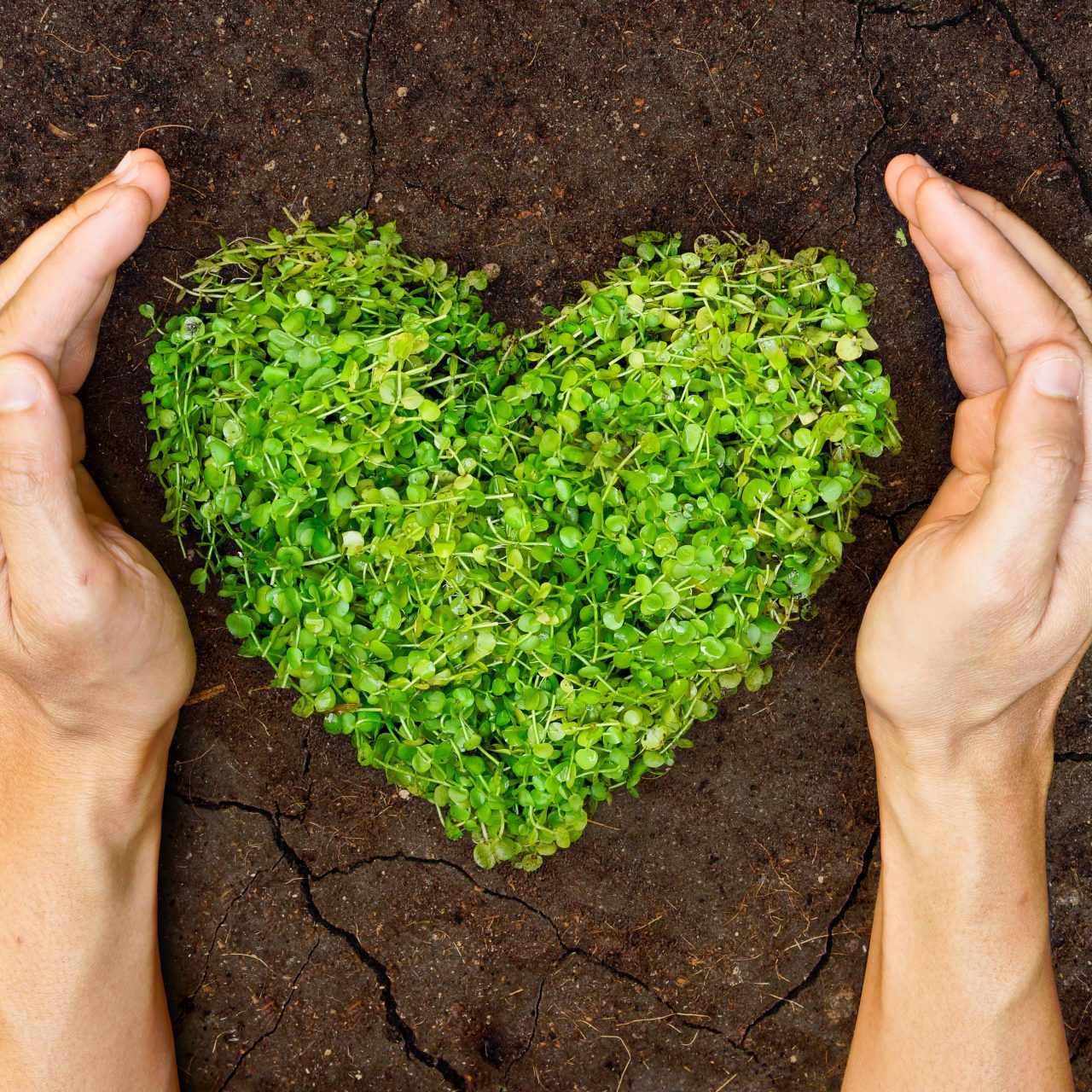 hands holding green heart shaped tree on crack earth hands holding green heart shaped tree on crack earth